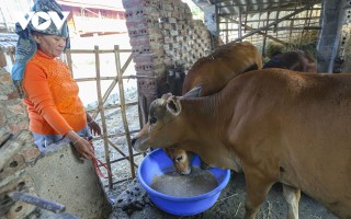 Bộ NN&PTNT yêu cầu tăng cường phòng chống đói, rét cho vật nuôi
