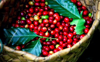 Giá cà phê hôm nay 14/11: Quay đầu giảm nhẹ, cao nhất 34.000 đồng/kg