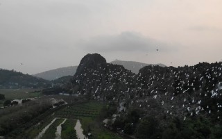 Hàng chục nghìn cò trắng bay về Kim Sơn